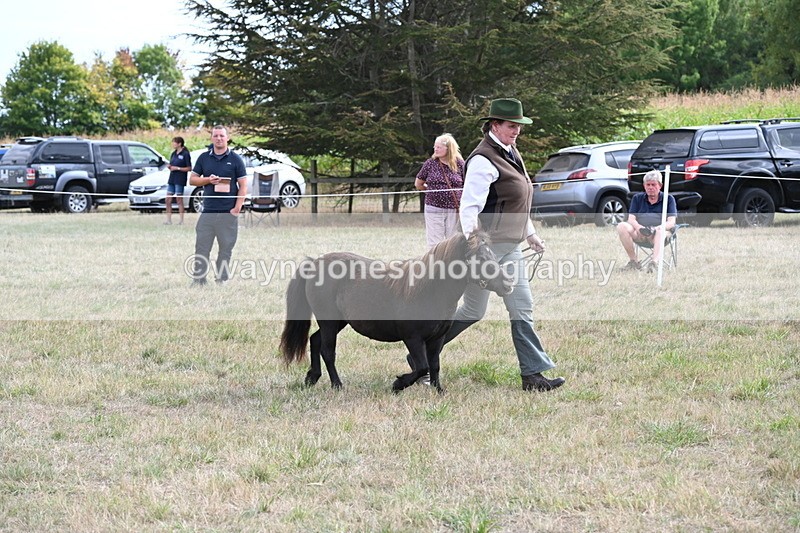 WJ6_6994 - Class 21 Shetland & Mini Horses
