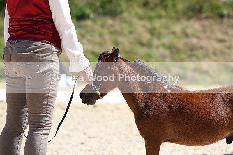 3E7A9499 - Class 30: Mnititature Horse