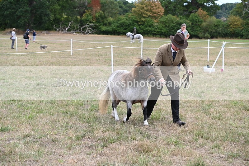 WJ6_5463 - Class 18 In-hand Coloured