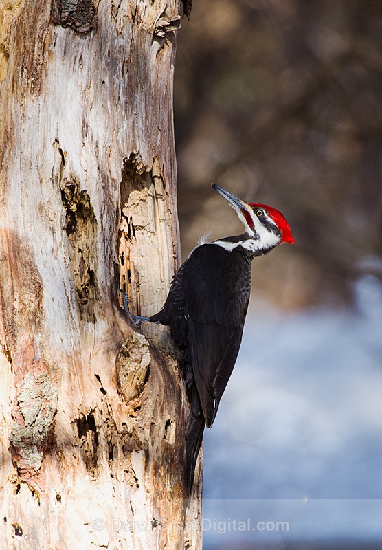 Pileated WoodPecker (Male) Dryocopus pileatus - Birds of Atlantic Canada