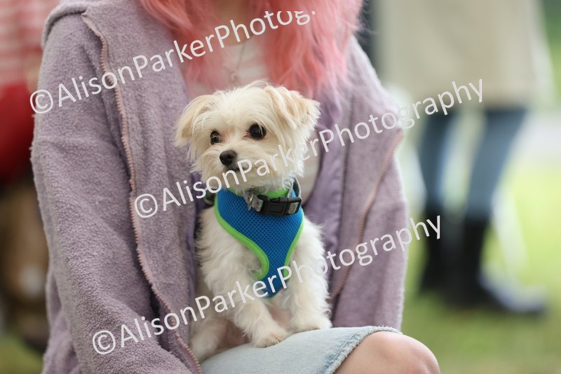 20250607-0355 - Class 9 - Scruffy or Fluffy