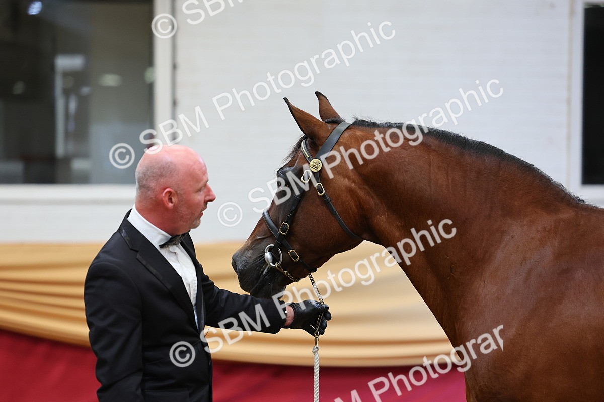 SBM_22696 - Class 903 - Supreme Final - IH Pre Vet