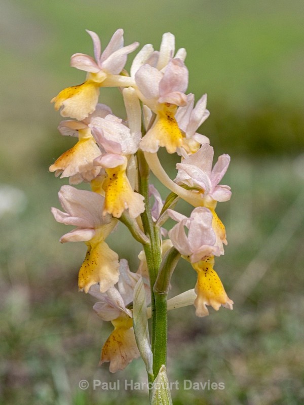 Hybrid Orchis - Orchis x colemanii ( Orchis mascula x O. pauciflora) This is a natural hybrid between Early purple orchid (O. mascula) and few flowered orchid (O. pauciflora). - Wild Orchids 2021