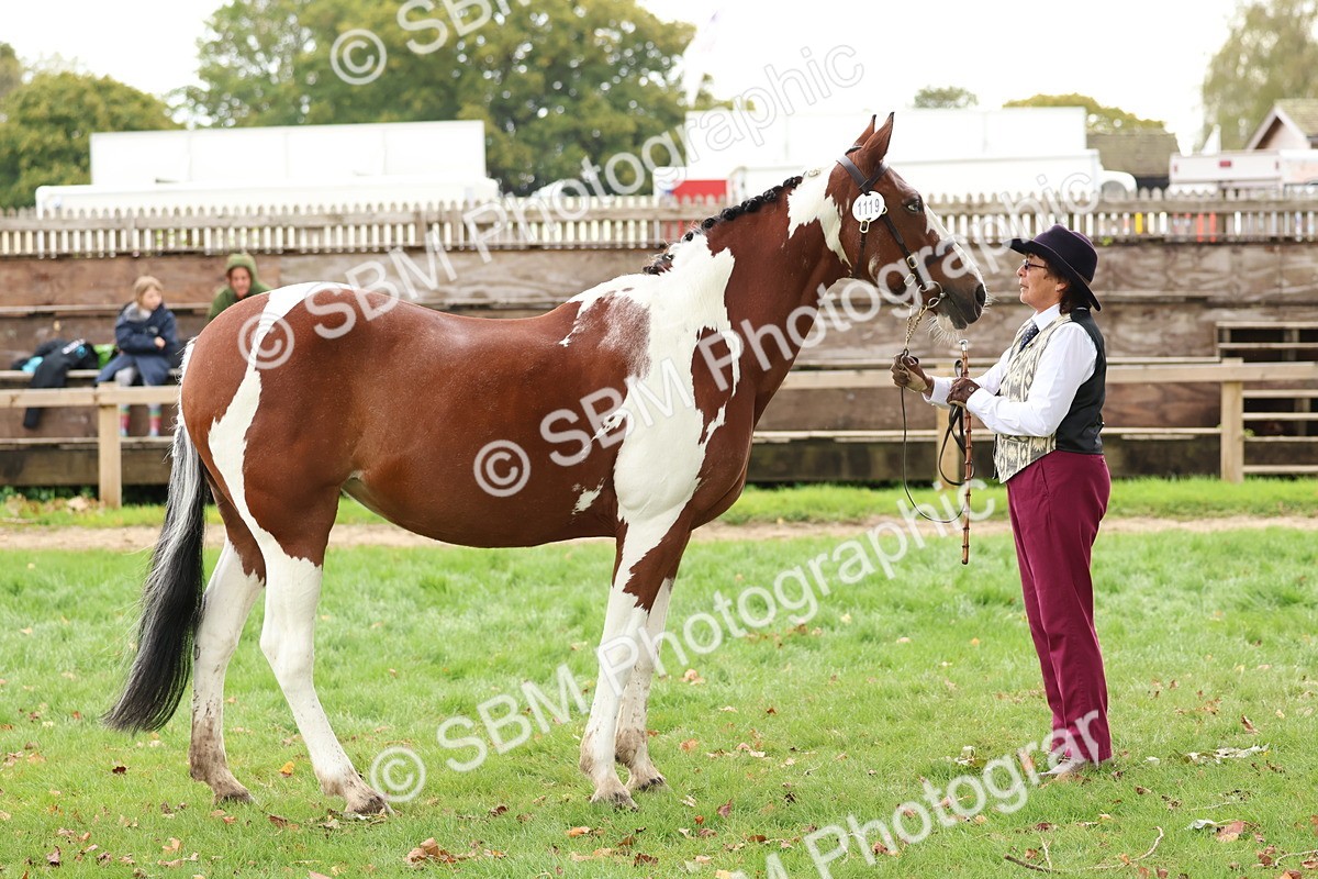 SBM_41723 - S26 - Mature Veteran In Hand