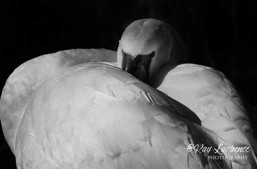 Beak Warming_RLP2368 - Wildlife - Other