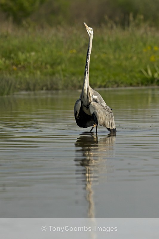 Grey Heron - Egret & Stork Hide