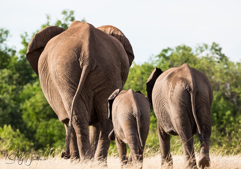Elephant Bottoms