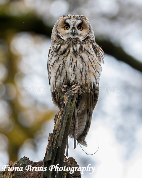 wow woodland walk-16 - Birds of Prey