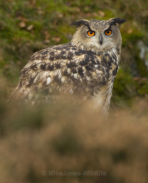  - EURASIAN EAGLE OWLS