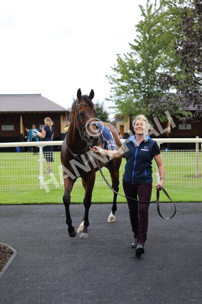 yr19082022r4-6 - Race 4 3.35pm Coolmore Wootton Bassett Nunthorpe Stakes (British Champion Series Race)