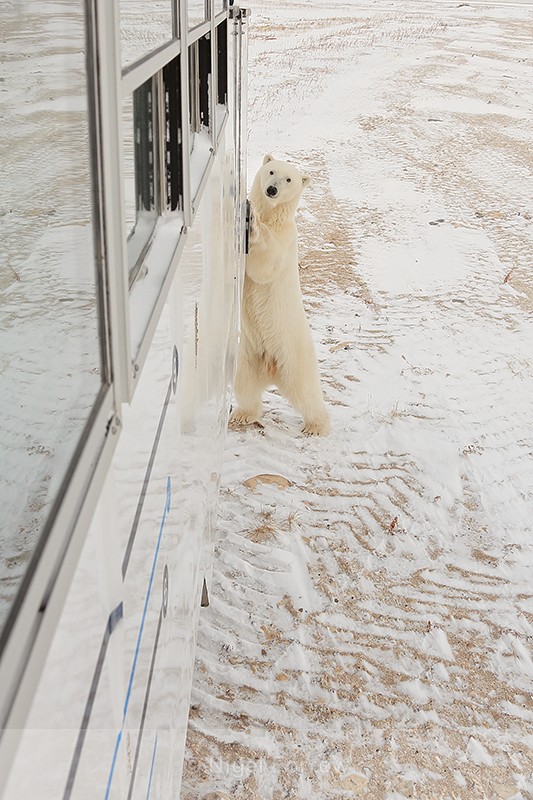 Polar Bear standing by tundra buggy, Churchill, Canada - Polar Bear