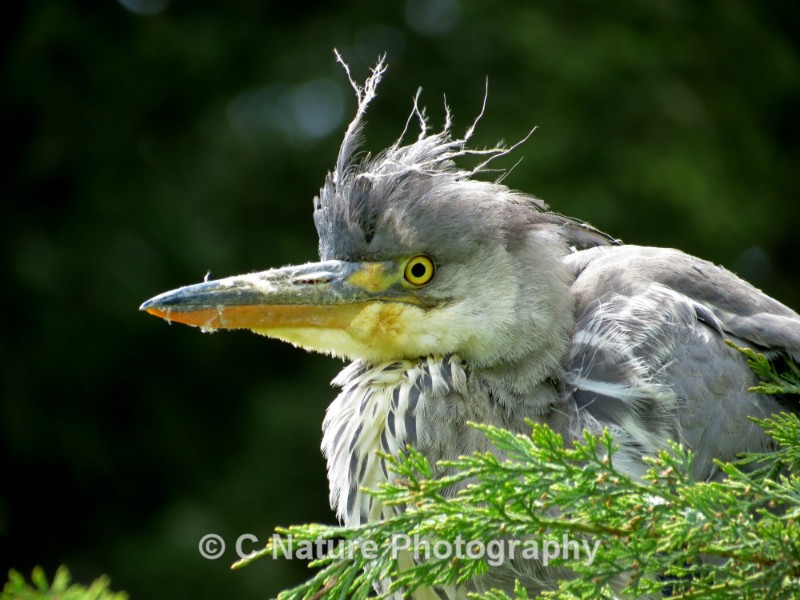 Grey Heron - Birds