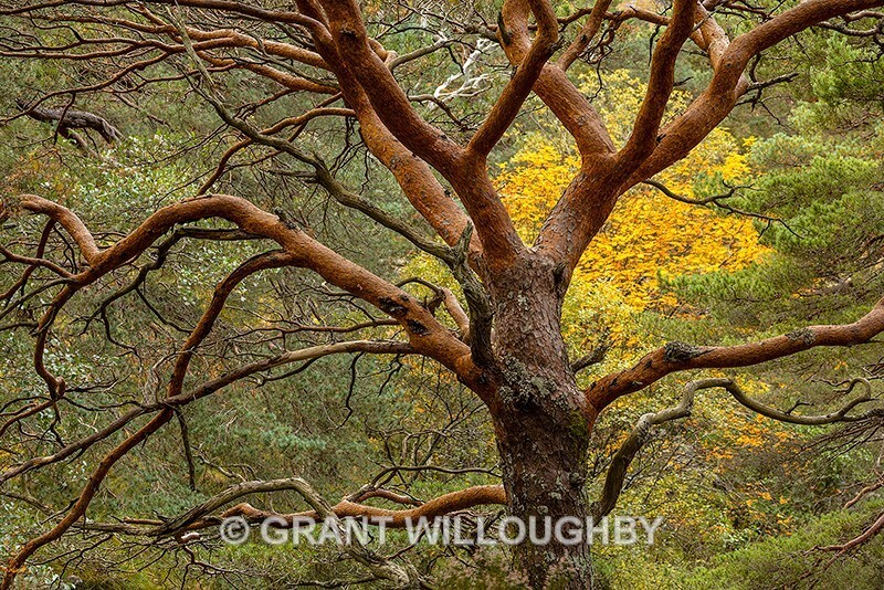 Scots Pine Wester Ross - Latest work