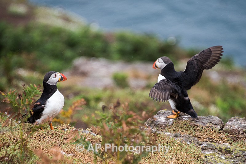 ACP_9880-1 - Puffins on Skomer Island