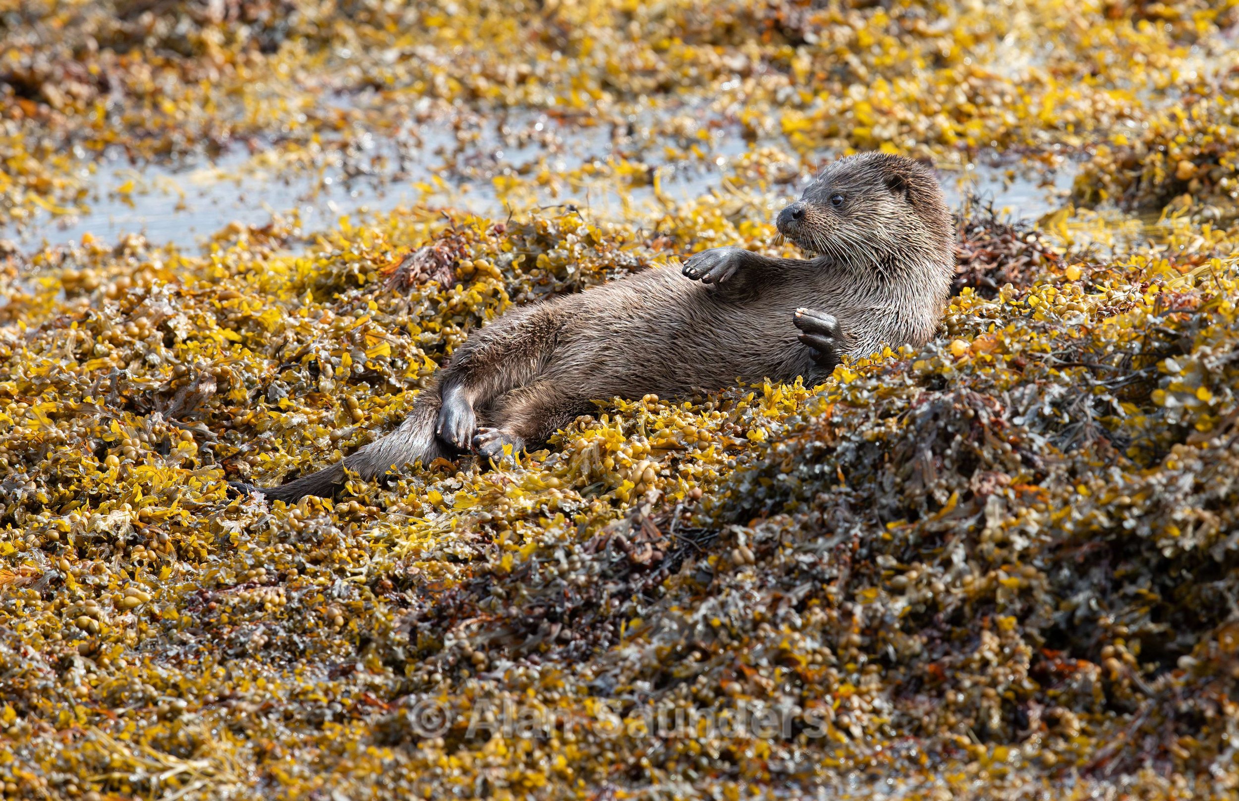 Eurasian Otter 45