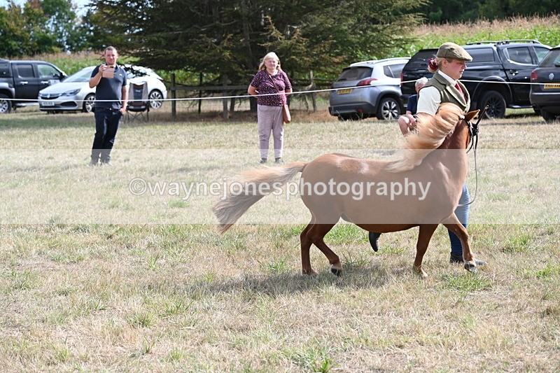 WJ6_6968 - Class 21 Shetland & Mini Horses