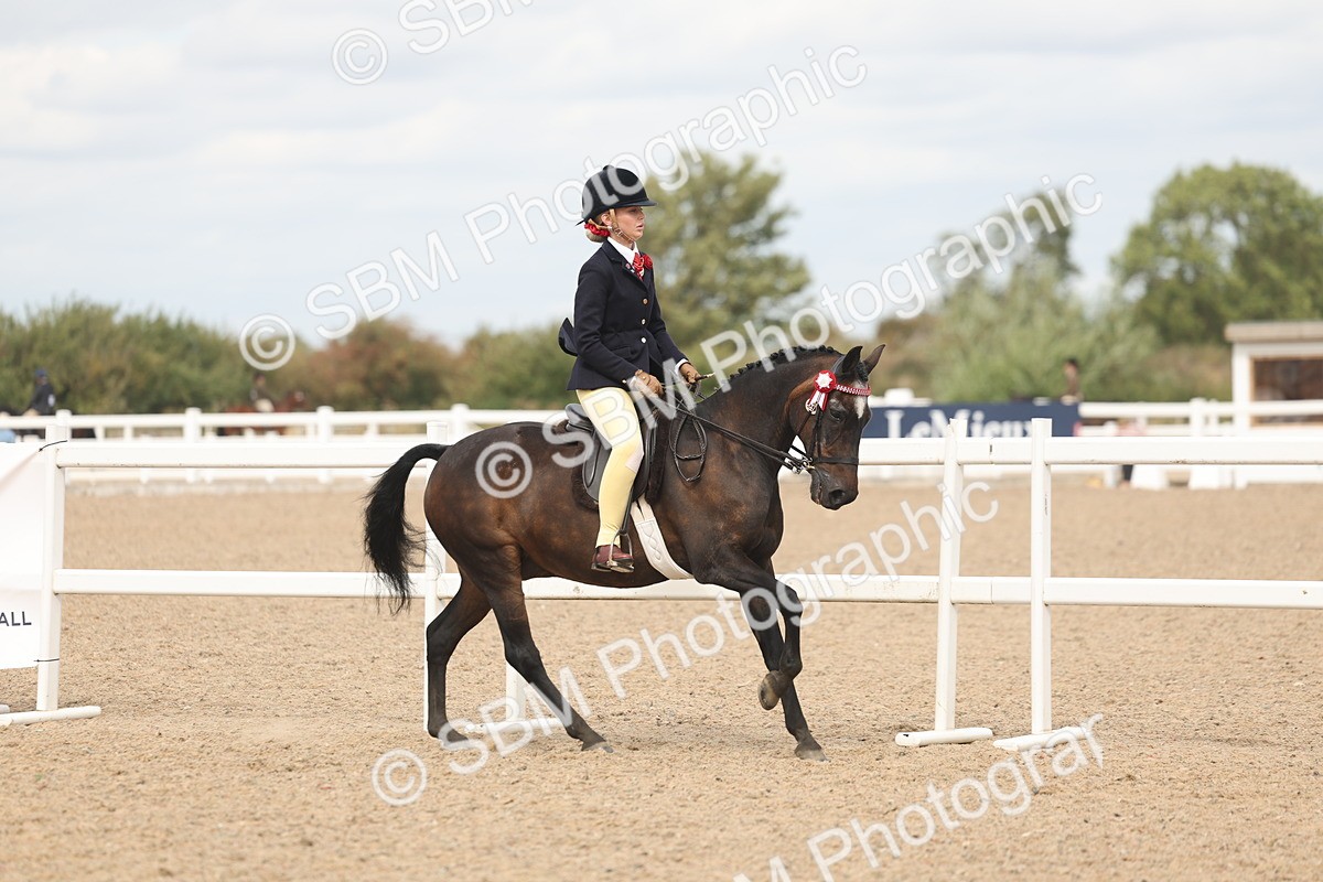 SBM_15975 - Class 311 - Ridden Show pony-Show hunter Pony