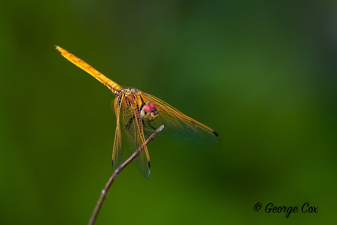 Crimson Marsh Glider - Sri Lanka