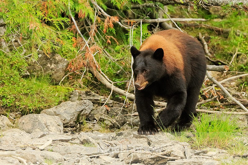 Black Bear (female), Mud Lake, British Columbia, Canada - American Black Bear