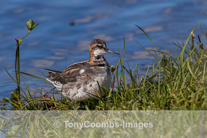 Red-necked Phalarope (m) - Iceland