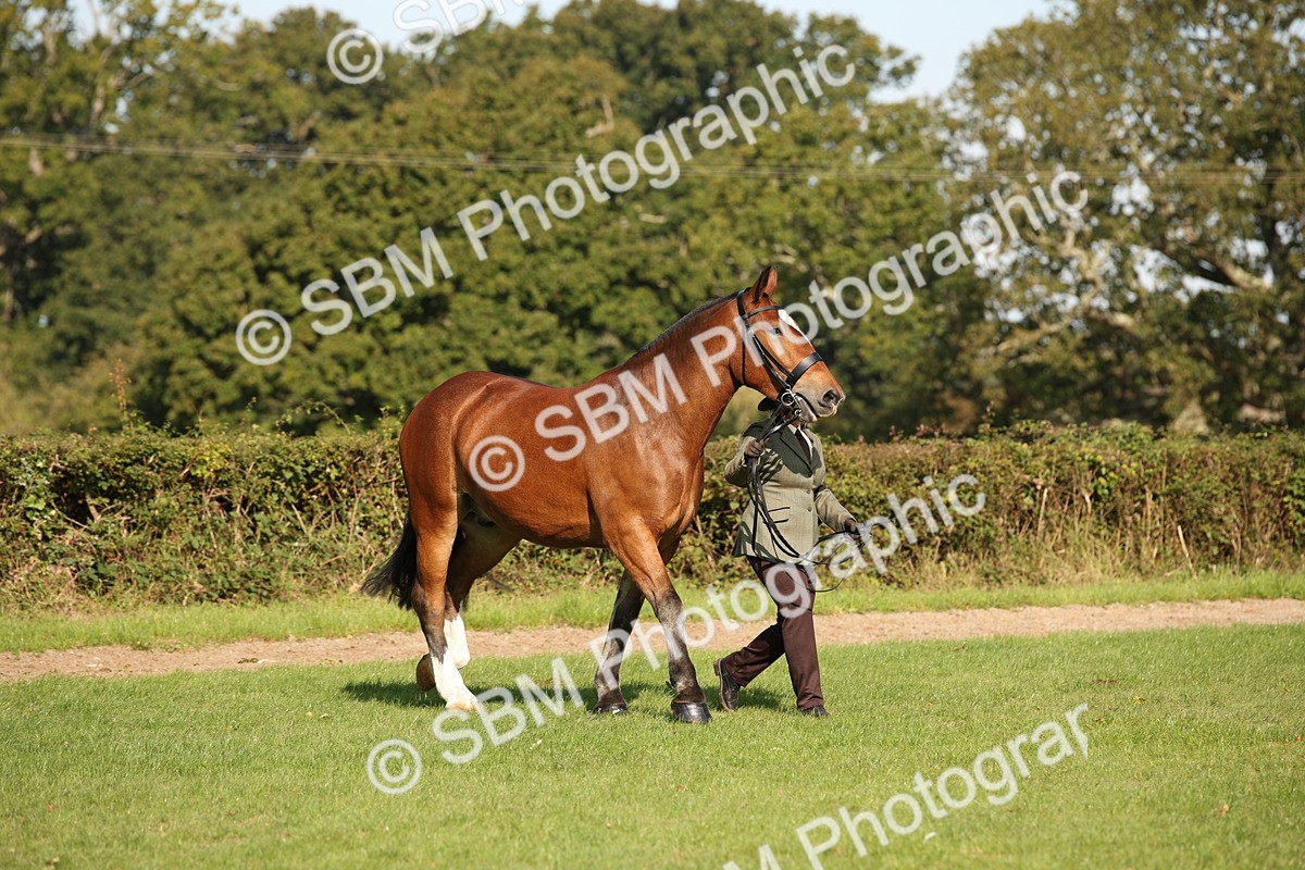 SBM_61183 - S54 - Show Cob In Hand
