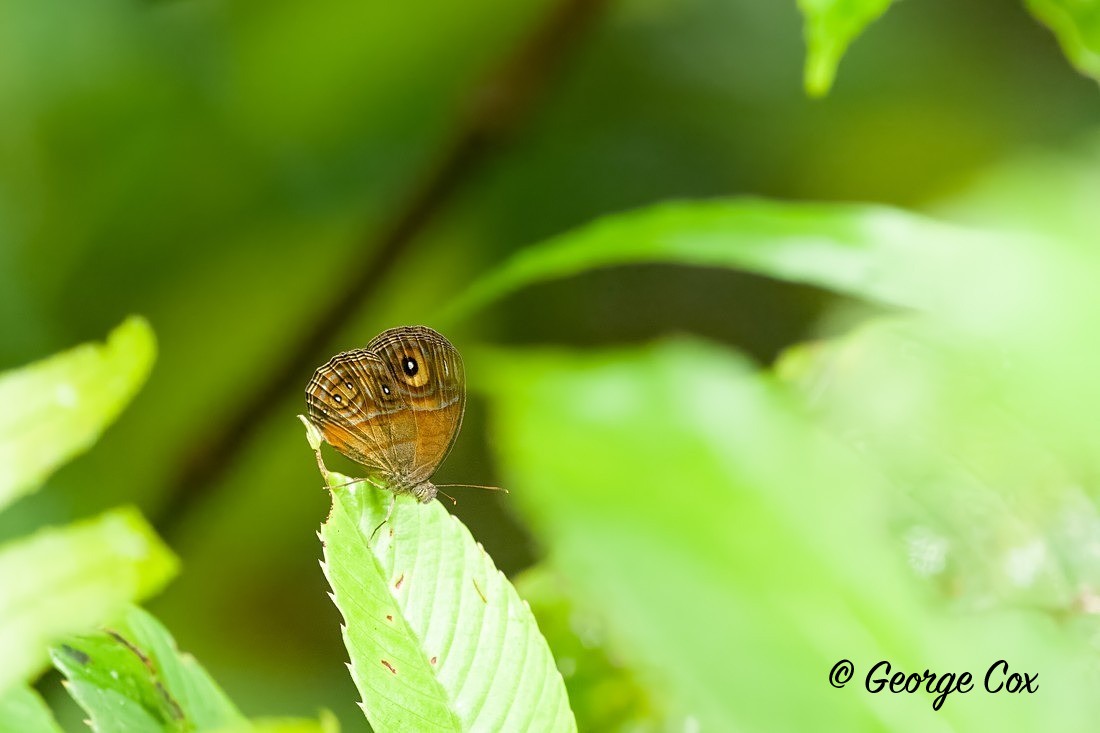 Glad Eye Bushbrown - Sri Lanka