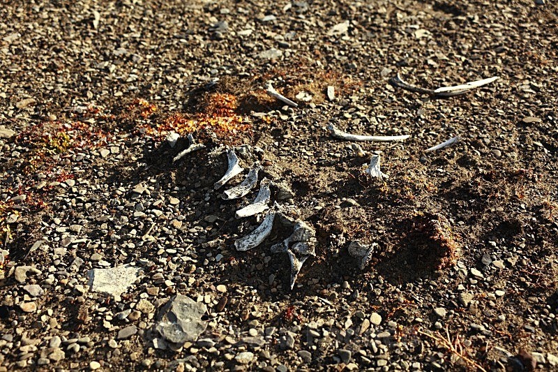 Whale skeleton 9887 - Summer time