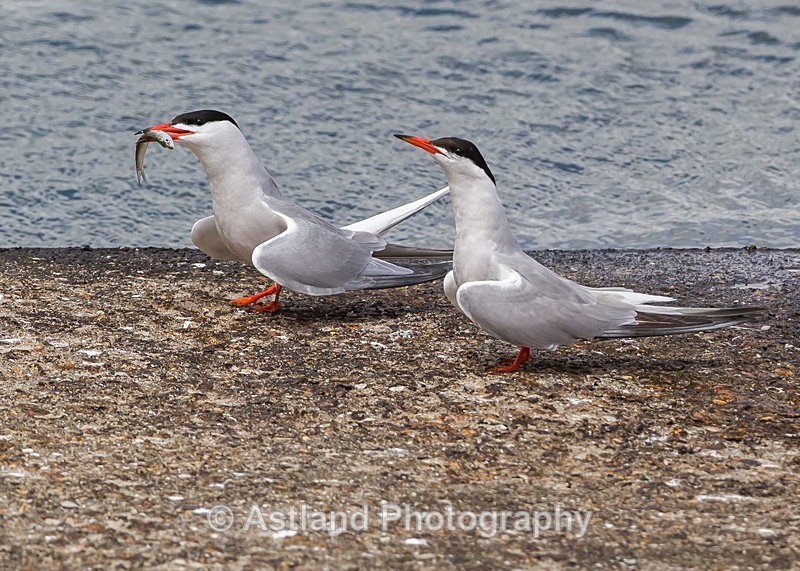 Astland Photography, Bird and Wildlife Images, Susan and Peter Wilson, U.K.