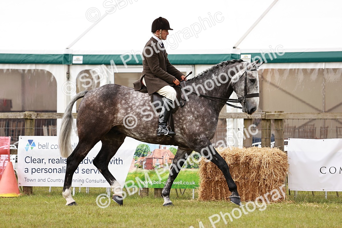 SBM_10904 - Class 81-84 - RIHS Ridden hunters Inc Ladies Hunter