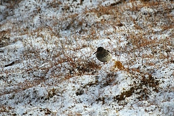 Purple Sandpiper 6431 - Wildlife