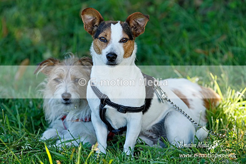 GRH 040710 438a - Dogs