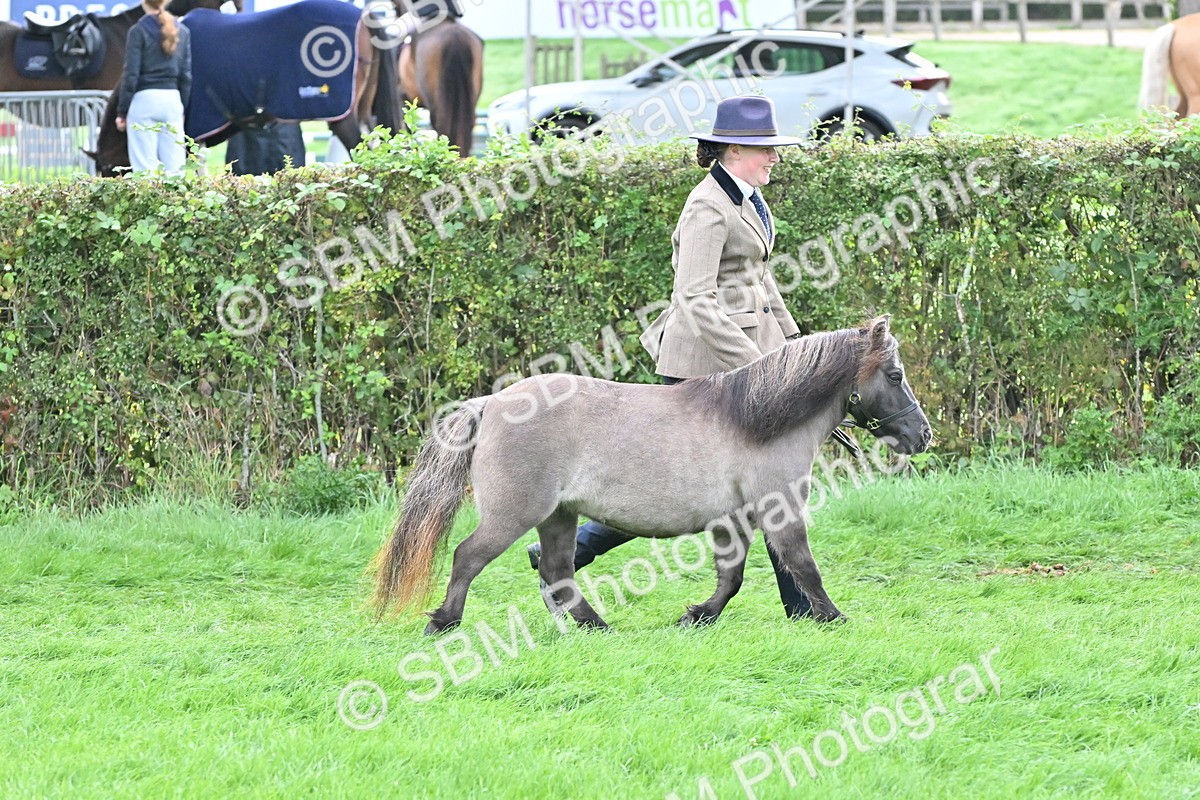 SBM_56940 - S45 - Coloured Pony In Hand