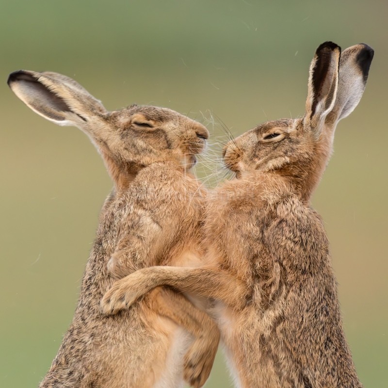 Kiss me Quick SD257 - Greeting Cards