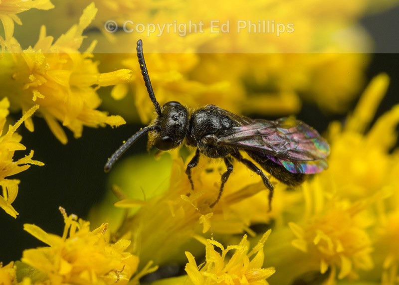 Sphecodes niger (m)