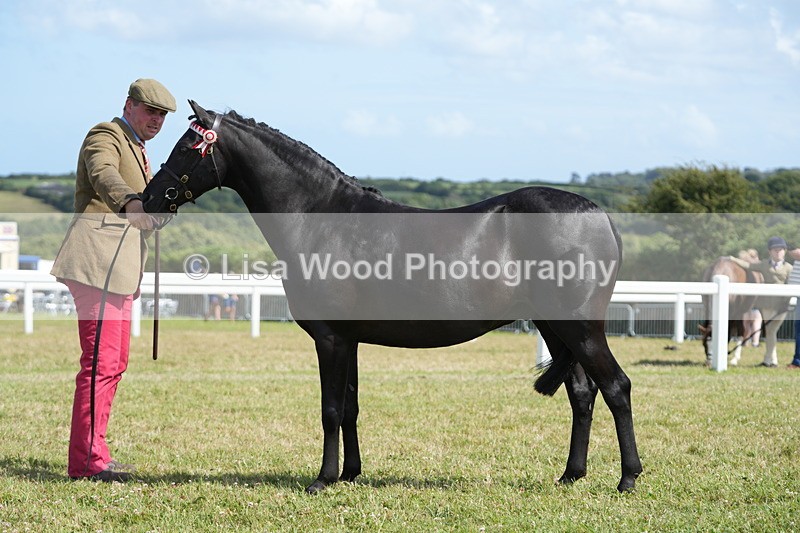 DSC07381 - Class 69: NPS Show Pony 4 years and over