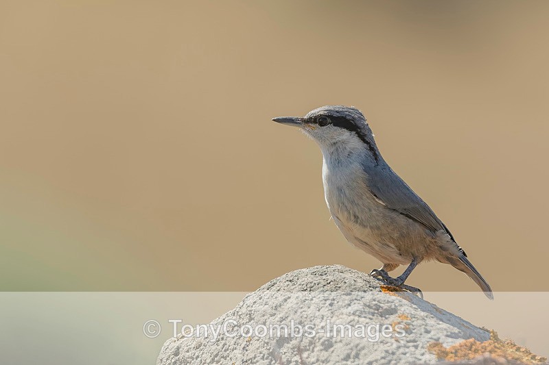 Rock Nuthatch - Lesvos ~ Other Birds