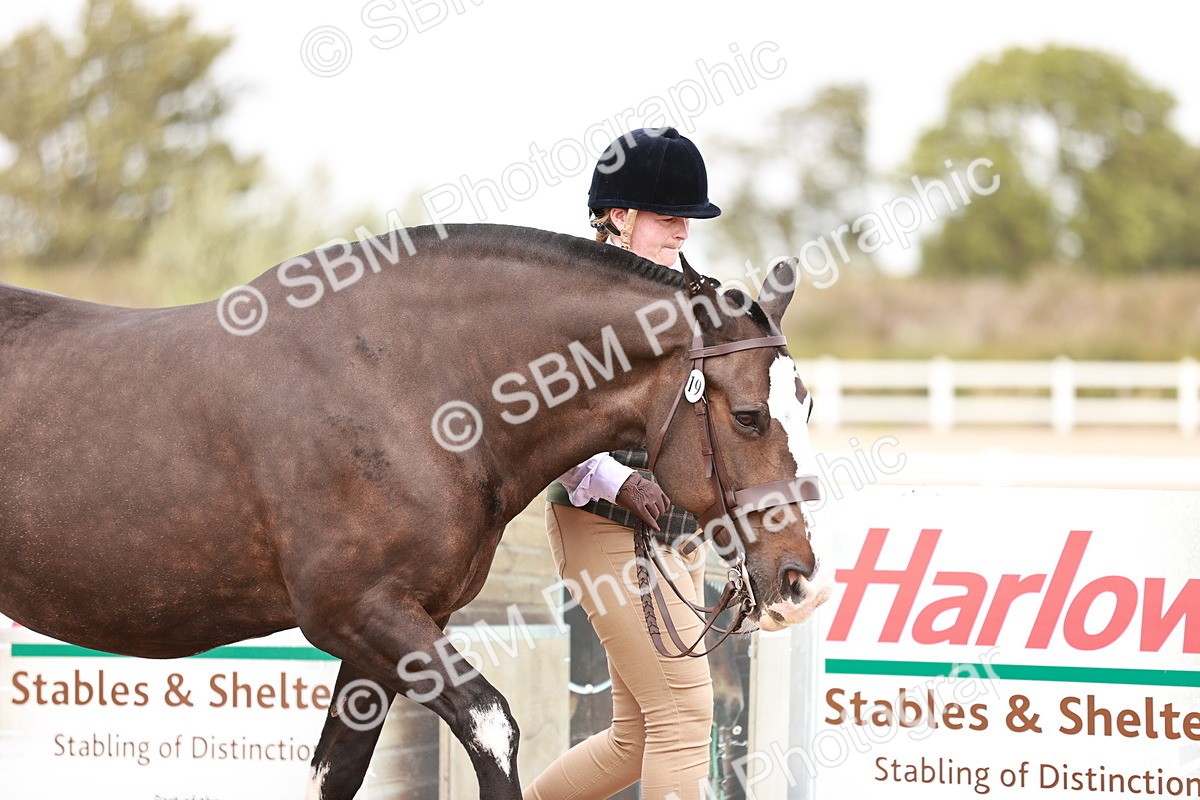SBM_16104 - Class 411 - Prettiest Mare - (IH or Ridden Adult)