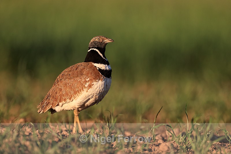 Little Bustard, Montgai, Catalonia, Spain - Little Bustard