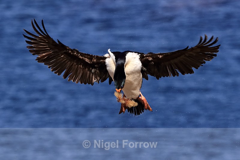 Imperial Shag slows to land at colony, Carcass Island, Falklands - Imperial Shag