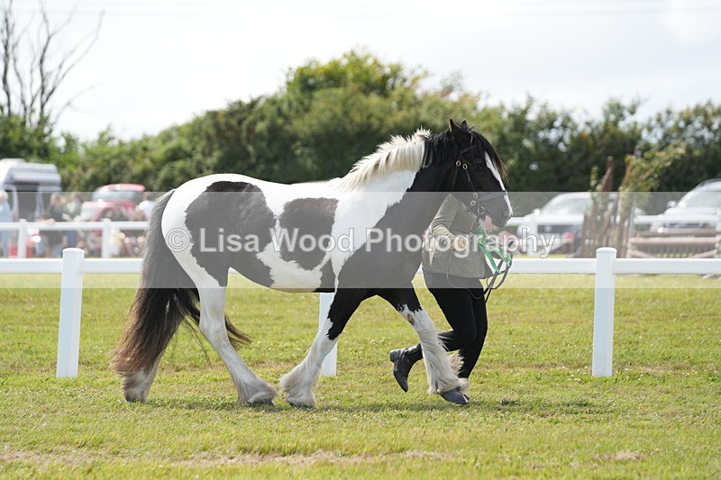 DSC07179 - Class 61: Coloured Horse 4yrs & Over