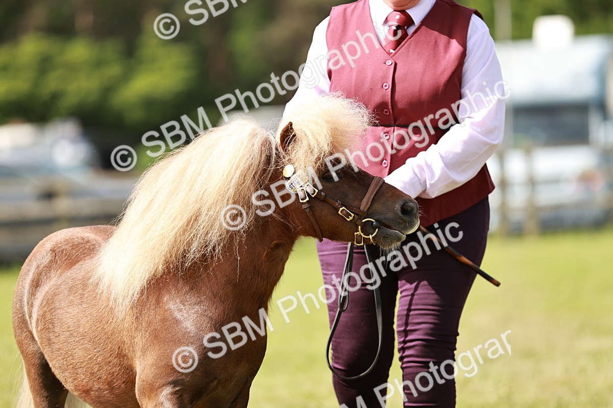 SBM_01990 - Class 14-23 - Mountain & Moorland In Hand Non Welsh