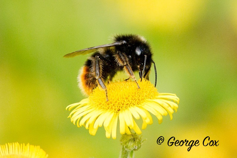 Bee on a flower - Other Insects