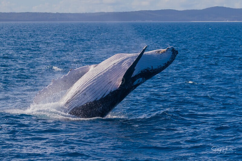 HB Breach 19. 0A3A6460 - 2025 Hervey Bay Whales