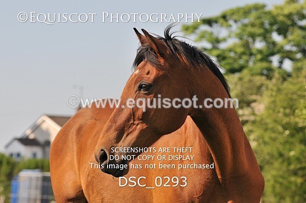 DSC_0293 - ARCHIVE REQUEST - Quincy and Guinness