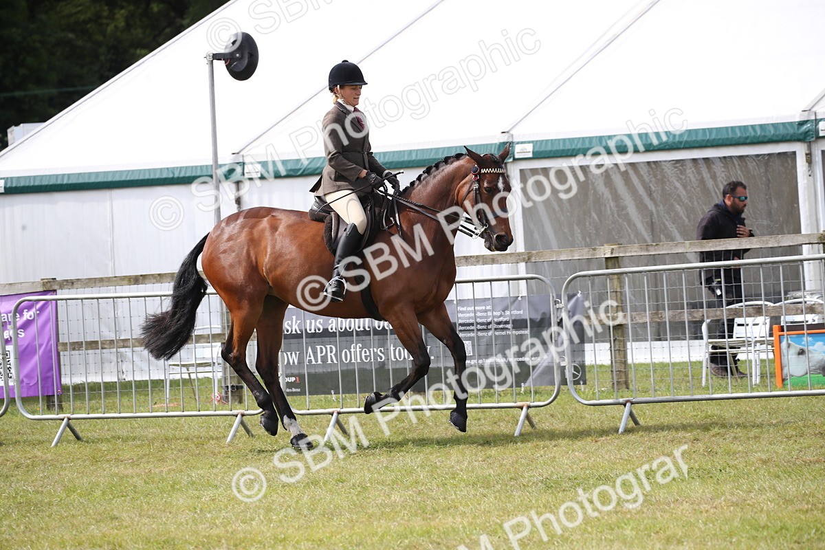 SBM_13218 - Class 95-96 - LIHS BSHA Rising Star Hack Riding Horse