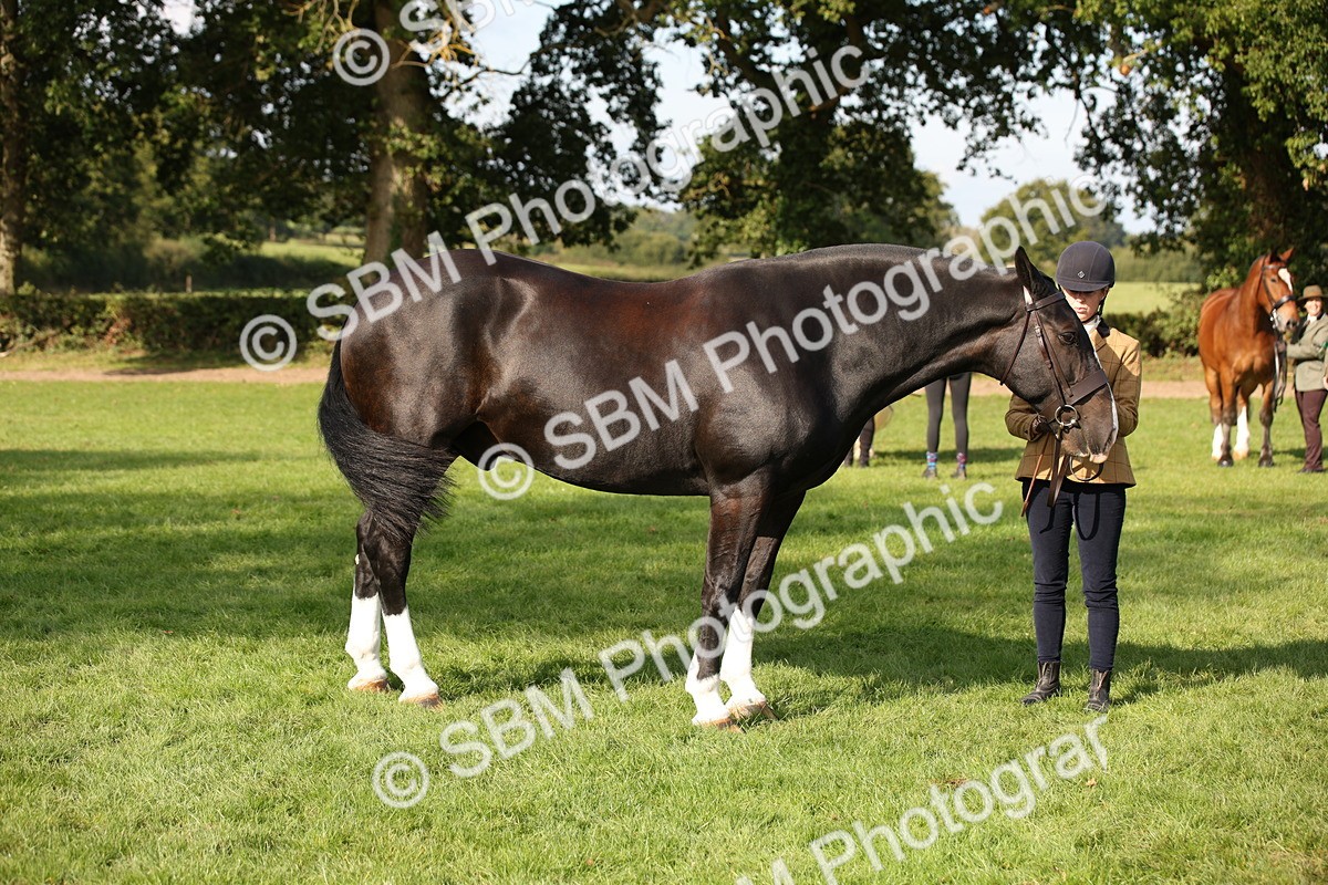 SBM_61188 - S54 - Show Cob In Hand