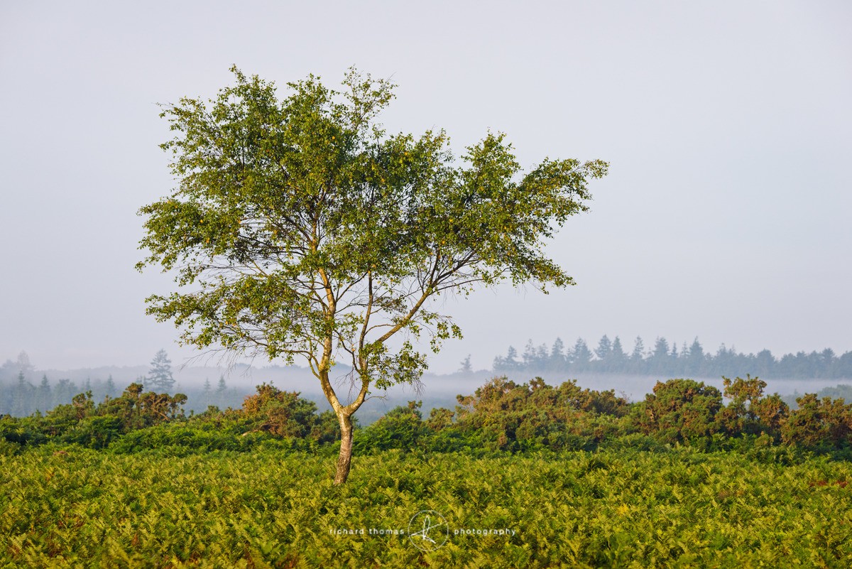 Morning divide - New Forest - One2Tree