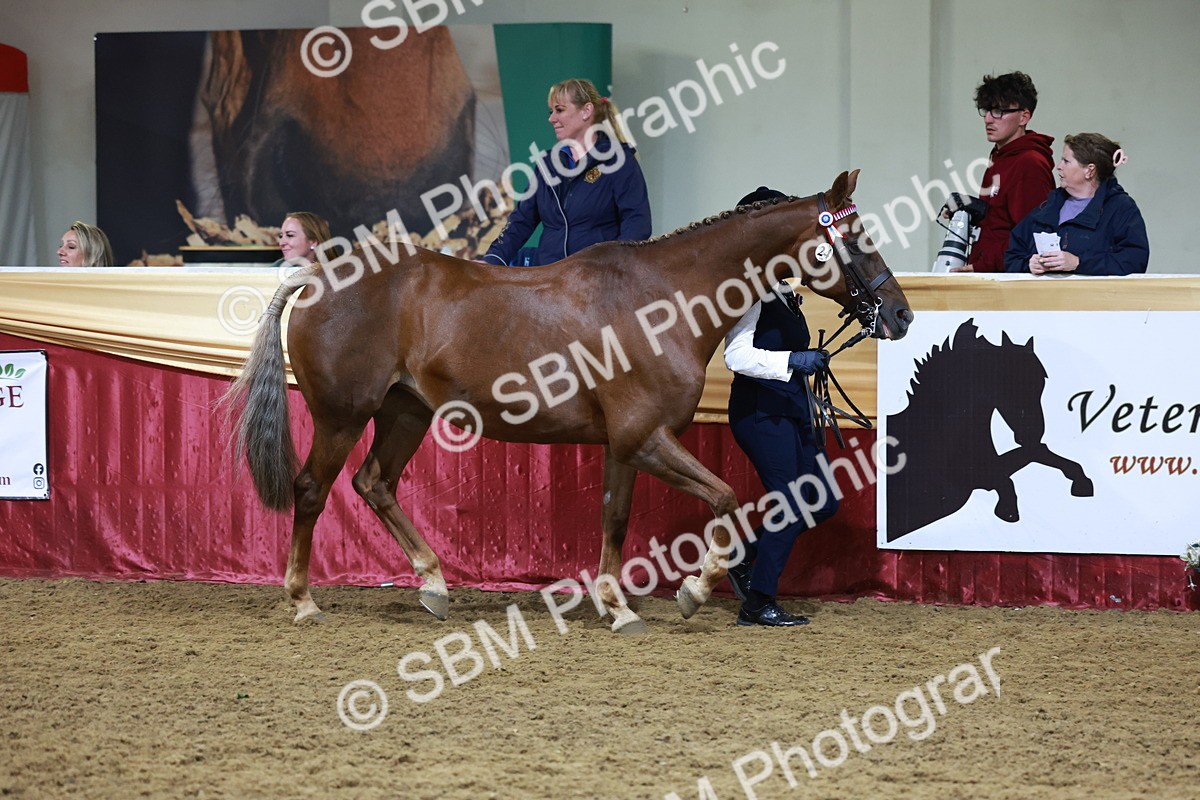 SBM_20409 - Class F - IH Small (148cm & Under)Champ