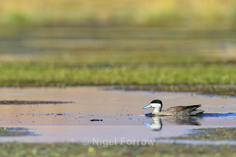 Puna Teal swimming, Rio Putana, Machuca, Chile - Puna Teal