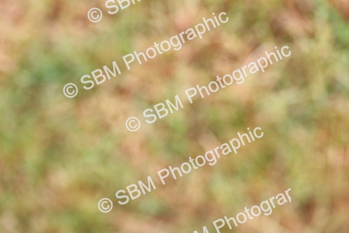 SBM_02574 - Class 9-11 Side Saddle including LIHS Rising Star Ladies Show Horse